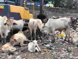 Ratusan Sapi Di TPA Kawatuna Aman Untuk Dikonsumsi