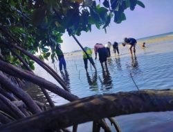 Hari Mangrove Sedunia, LPAP El Capitan Indonesia Tanam Ribuan Mangrove di Parigi Moutong