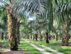 KRAK Laporkan Dugaan Korupsi Perkebunan Sawit dan Proyek Pembangunan Jalan di Sulteng