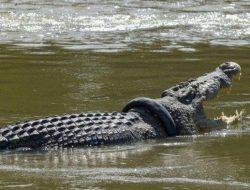 Buaya di Perairan Palu : Opini Masyarakat Terkait Efektivitas Peringatan