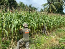 Satgas Madago Raya Kembangkan Kebun dan Peternakan