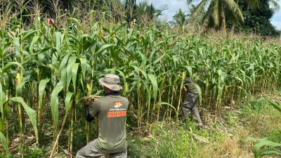 Satgas Madago Raya Kembangkan Kebun dan Peternakan