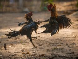 Polresta Palu Gerebek Arena Judi Sabung Ayam di Petobo, Satu Orang Diamankan