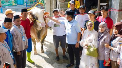 Sulteng Terima 37 Ekor Sapi Qurban untuk Warga dan Penyintas