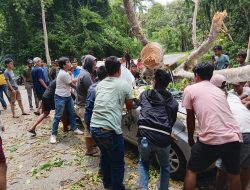 Pohon Tumbang di Jalur Kebun Kopi Tewaskan Pengemudi, Polisi Bertindak Cepat