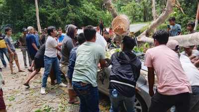 Pohon Tumbang di Jalur Kebun Kopi Tewaskan Pengemudi, Polisi Bertindak Cepat
