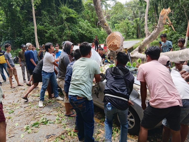 Pohon Tumbang di Jalur Kebun Kopi Tewaskan Pengemudi, Polisi Bertindak Cepat