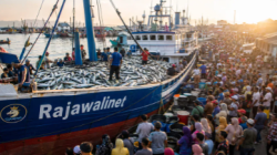 Donggala Salurkan 1,2 Ton Ikan untuk Cegah Stunting