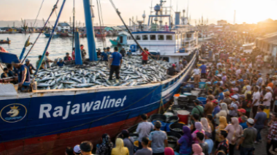 Donggala Salurkan 1,2 Ton Ikan untuk Cegah Stunting