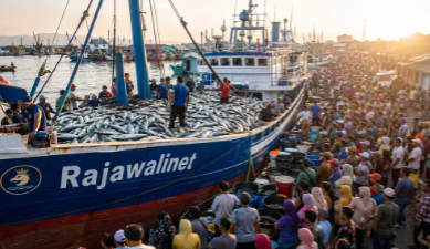 Donggala Salurkan 1,2 Ton Ikan untuk Cegah Stunting