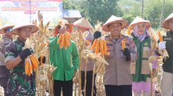 Kapolri Pimpin Panen Jagung Nasional, Polresta Palu Ikut Bergerak